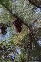 Pine cone in a pine tree, nature all around you in San Pedro, Misiones.