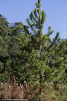 Pine tree country here in San Pedro, Misiones province.