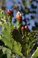 Cactus flowers about to bloom in the tropical heat of San Pedro, Misiones province.