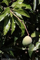 Manga (Mangifera indica), muito saborosa mesmo, fruta tropical de San Pedro, Misiones.