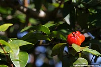 Surinam Cherry has other names such as Brazilian cherry and Cayenne cherry, here growing in San Pedro, Misiones.