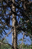 Bunya Pine at Araucaria Provincial Park in San Pedro, Misiones.