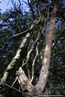 Floresta com tronco de rvore enrolado em outro para se sustentar no Parque Provincial das Araucrias, em San Pedro.