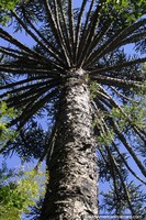 Parque Provincial da Araucria em San Pedro, Misiones com a rvore que leva seu nome - a Araucria.