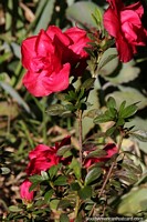 Rododendro rosa colore o ambiente natural de San Pedro, Misiones.