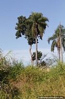 Palm trees in the tropical climate of northern Misiones province in Pozo Azul.