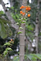 Variedad naranja de la enredadera ornamental Buganvilla que crece en Wanda, Misiones.