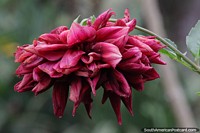 Dalia, variedad roja con hojas agrupadas que crece en Wanda, Misiones.