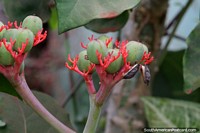 Jatropha podagrica, una planta suculenta inusual que crece en Wanda, Misiones.