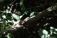 Verso maior do Rptil lagarto na floresta das Cataratas do Iguau.