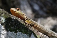 Larger version of Yellow and brown lizard enjoying the sunshine in a tree at Puerto Iguazu Falls.