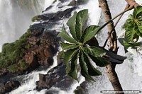 Folhas grandes, natureza e cachoeiras combinam bem em Puerto Iguazu. Argentina, Amrica do Sul.