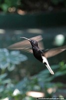 Black hummingbird captured in mid-flight in Puerto Iguazu.