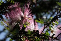 rvore de seda persa com pontas rosa e brancas, muito bonita em Puerto Iguazu. Argentina, Amrica do Sul.