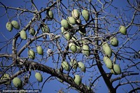 Many large green pods of the silk floss tree grow in the warm climate of Jujuy. Argentina, South America.