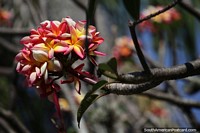 Red frangipani grows in subtropical and tropical climates like in Santa Cruz. Bolivia, South America.