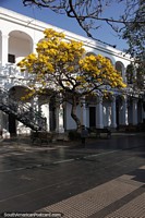 Bright yellow leaves of the Handroanthus Chrysanthus tree in front of white arches in Santa Cruz. Bolivia, South America.
