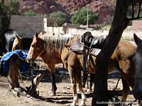 The horses to take you on the Butch Cassidy and Sundance Kid trail. Bolivia, South America.