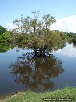 Larger version of Pampas tree reflections, Rurrenabaque.