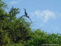 Heron preto em pampas, Bacia de Amazônia. Bolívia, América do Sul.