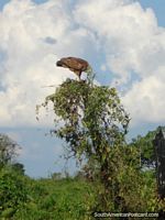 A Hawk in a tree in the Rurrenabaque pampas. Bolivia, South America.