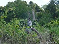 Bolivia Photo - A Heron in the Rurrenabaque pampas.