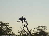 A bird dries its wings in a tree in Rurrenabaque.