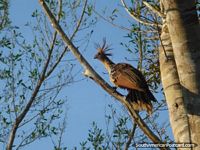 A Hoatzin bird of paradise in the Rurrenabaque pampas.