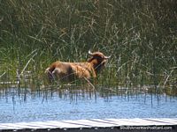 A cow eats the grass reeds in the water of Lake Titicaca. Bolivia, South America.