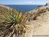 Desert plants on the hills of Isla del Sol, Lake Titicaca. Bolivia, South America.
