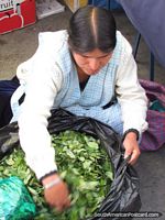 A woman sells coca leaves in the markets of Oruro. Bolivia, South America.