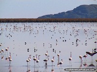 Os anos 1000 de flamingos nas áreas alagadas entre Oruro e Uyuni por trem. Bolívia, América do Sul.