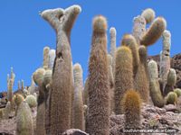 Bolivia Photo - The shapes of cactus, Salar de Uyuni.