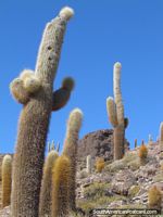 Bolivia Photo - Rocky cactus mountain in Uyuni salt flats.