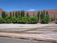 Green trees and salt flat between Tica Tica and Potosi. Bolivia, South America.