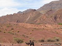 A pair of llamas and red rocky landscapes between Tica Tica and Potosi. Bolivia, South America.