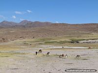 As lhamas esfolam em uma área ervosa escassa junto do caminho a Potosi. Bolívia, América do Sul.