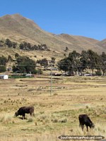 Pair of cows in a field below the hills between Guaqui and Desaguadero. Bolivia, South America.