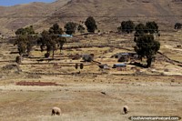 Bolivia Photo - Houses and farmland beneath the hills between Desaguadero and Tiwanaku.