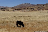 Uma vaca come a grama, um belo fundo está atrás dele, perto de Tiwanaku. Bolívia, América do Sul.