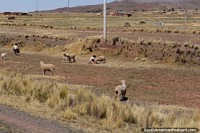 Bolivia Photo - Children tend to their sheep in the countryside near Tiwanaku.