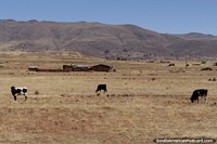Vacas, edifïcios de tijolos da lama e colinas em volta de Tiwanaku. Bolívia, América do Sul.