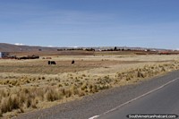 Arriving in Tiwanaku from Desaguadero, it takes 25mins (40kms). Bolivia, South America.