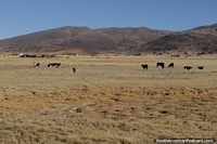 Farmland and stock between Tiwanaku and La Paz. Bolivia, South America.