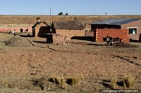 Mud-brick houses with animals outside between Tiwanaku and La Paz. Bolivia, South America.