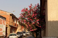 Flores rosa-vivas em uma árvore em uma rua de casas em Tarija. Bolívia, América do Sul.