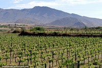 Vineyards around Tarija seen while on the wine trail tours. Bolivia, South America.