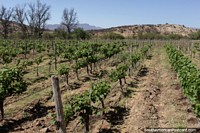 Young vines growing at Kohlberg Vineyard in Tarija.