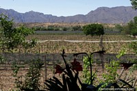 Larger version of Vineyards and mountains, a view from La Casa Vieja near Tarija.