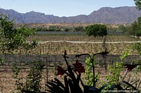 Vineyards and mountains, a view from La Casa Vieja near Tarija. Bolivia, South America.